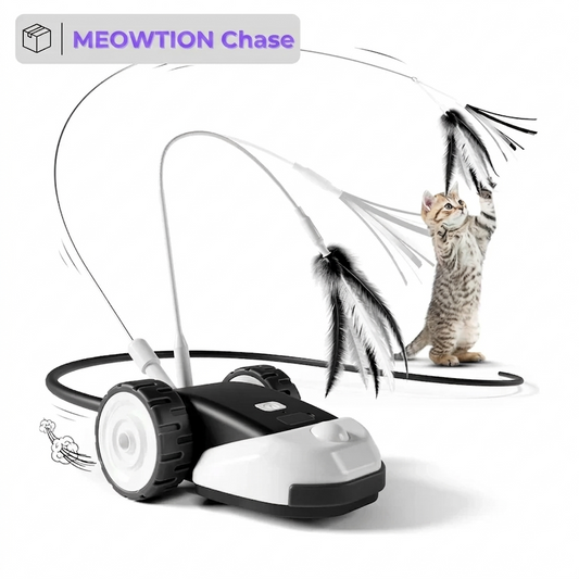 Meowtion Chase